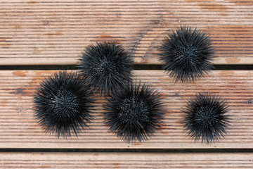 Sea urchins on a wodden deck