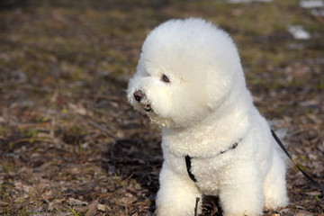 Bichon frize breed  white color