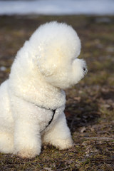 Bichon frize breed  white color
