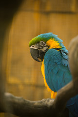 The blue-and-yellow macaw (Latin: Ara ararauna), also blue-and-gold macaw, a large South American parrot with blue top parts and light orange underparts, with gradient hues of green on top of its head