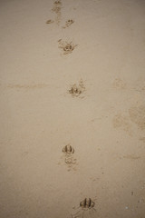 footprints on the beach