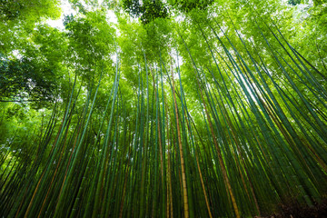 Green bamboo forest uprisen view sun light in Kyoto