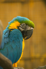 The blue-and-yellow macaw (Latin: Ara ararauna), also blue-and-gold macaw, a large South American parrot with blue top parts and light orange underparts, with gradient hues of green on top of its head