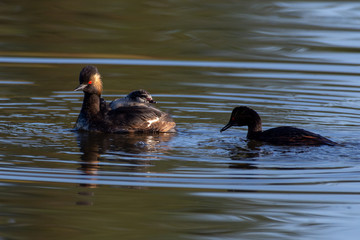 The black-necked grebe family (Podiceps nigricollis), known in North America as the eared grebe swims in the pond showing its baby or young on its back, red eye and tufted feathers in Kelowna, Canada.