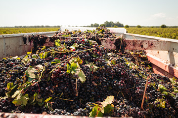 PUGLIA / ITALY -  SEPTEMBER 2019: Seasonal harvesting of Primitivo grapes in the vineyard