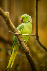 The rose-ringed parakeet (Latin: Psittacula krameri), also known as the ring-necked parakeet, a medium-sized parrot sitting on the branch and staring the photographer.