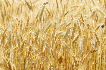 Field of golden wheat in summer.