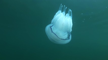 Jellyfish swim in the blue water. Follow shot. Barrel jellyfish, dustbin-lid jellyfish or frilly-mouthed jellyfish (Rhizostoma pulmo) 