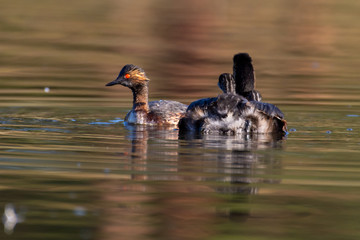 The black-necked grebe family (Podiceps nigricollis), known in North America as the eared grebe swims in the pond showing its baby or young on its back, red eye and tufted feathers in Kelowna, Canada.