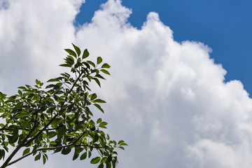 tree branches and green leaves on blue sky background.
