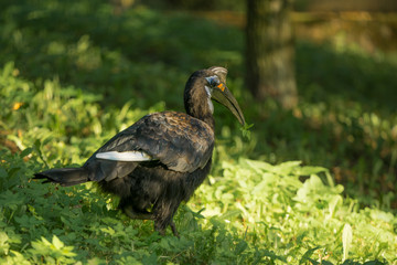Female Abyssinian ground hornbill or Northern ground hornbill (Latin: Bucorvus abyssinicus), an African bird walking on green grass in Tallinn Zoo.