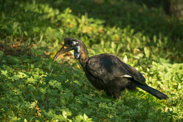 Female Abyssinian ground hornbill or Northern ground hornbill (Latin: Bucorvus abyssinicus), an African bird walking on green grass in Tallinn Zoo.