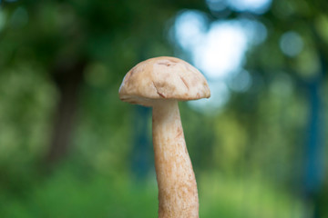 Mushrooms collected in the forest