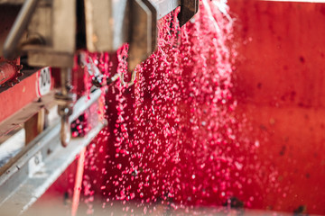 PUGLIA / ITALY -  SEPTEMBER 2019: Making of new Primitivo DOP red wine