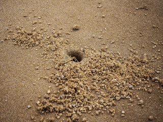 footprint in the sand