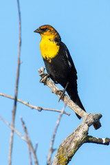 The yellow-headed blackbird (Xanthocephalus xanthocephalus) is a medium-sized blackbird perched on a branch with blue sky background in Kelowna, Canada.