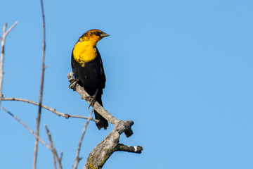 The yellow-headed blackbird (Xanthocephalus xanthocephalus) is a medium-sized blackbird perched on a branch with blue sky background in Kelowna, Canada.