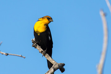 The yellow-headed blackbird (Xanthocephalus xanthocephalus) is a medium-sized blackbird perched on a branch with blue sky background in Kelowna, Canada.