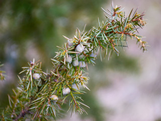 green juniper with blue and green berries, fuzzy background