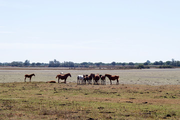 Caballos en El Rocio