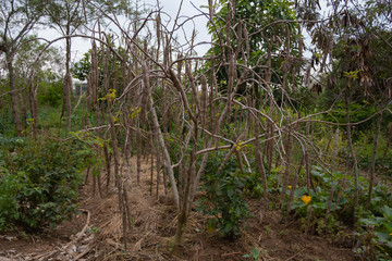 semi di moringa in una piantagione in Africa