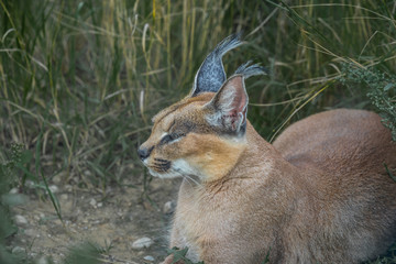 A close facial view of a caracal, a medium-sized wild cat native to Africa, the Middle East, Central Asia, and India. Furry feline animal with closed eyes in the midst of green foliage.
