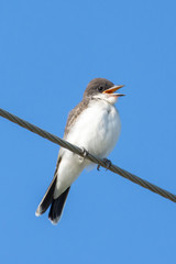 The eastern kingbird (Tyrannus tyrannus) is a large tyrant flycatcher native to North America singing loudly while perched on a wire with a blue sky background.