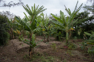 Una piantagione di banane in Africa