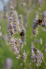 Lavendel (Lavandula angustifolia) mit Insekt