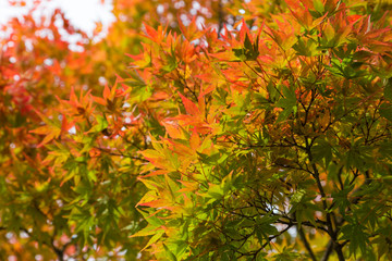 Red and yellow maple autumn tree forest on mountain