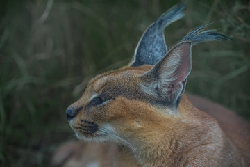 A close facial view of a caracal, a medium-sized wild cat native to Africa, the Middle East, Central Asia, and India. Furry feline animal with closed eyes in the midst of green foliage.