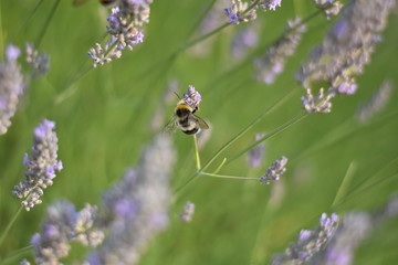 Lavendel (Lavandula angustifolia) mit Insekt