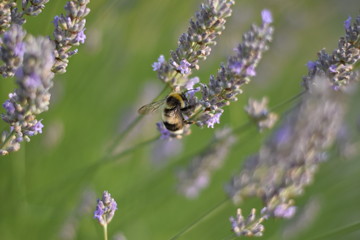 Lavendel (Lavandula angustifolia) mit Insekt