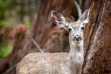 Close up of a wild female deer staring at the camera, against a brown bokeh background