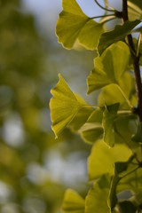 Ginkgo biloba