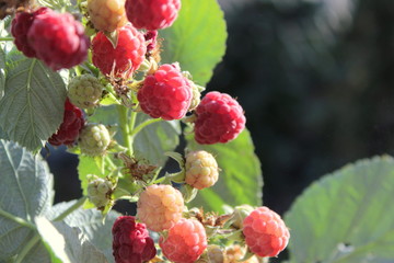 raspberry on a branch