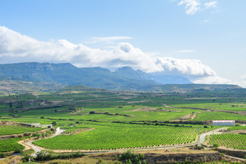 grapevine fields of la rioja, Spain