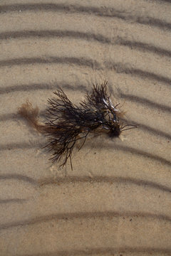 Dark Seaweed Clump on Rippled Wet Sand