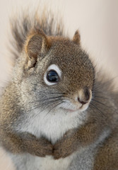 Obraz premium Red Squirrel