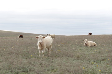 cows in the meadow