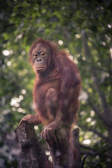 Jeune Ourang-Outan sur un tronc coupé