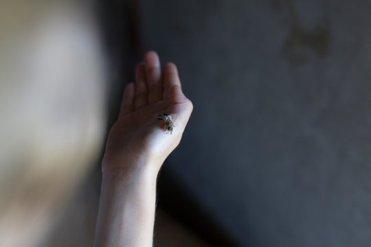 Hand holding a bee insect in soft, dramatic light