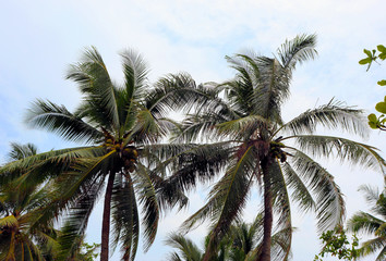 Fototapeta na wymiar palm tree with blue sky in background
