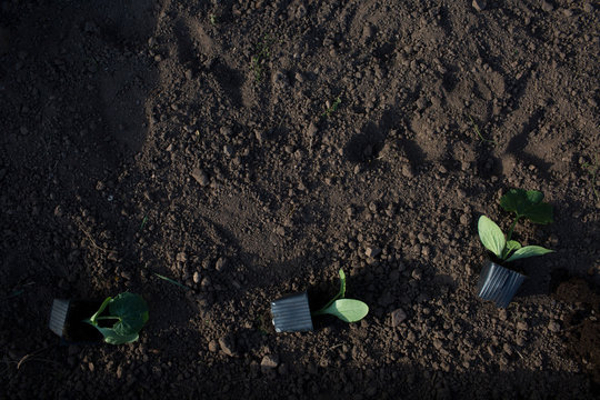 Row of Freshly Planted Green Sprouts in Fertile Soil
