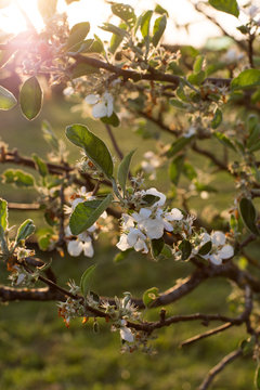 blooming apple tree
