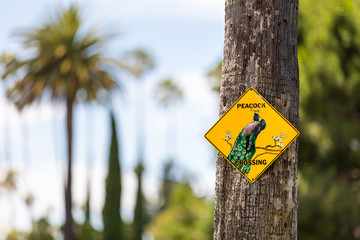 Close up of a yellow peacock crossing sign mounted on a palm tree, against a bokeh background