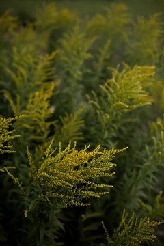Wild Goldenrod Plants Blooming in a Lush Field