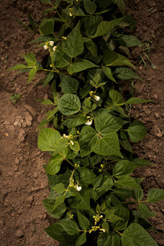 Fresh green bean plants with white flowers growing in a garden row