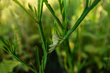 Green grasshopper hagging on a plant with defocus background