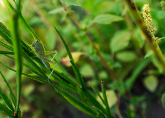 Green grasshopper hagging on a plant with defocus background